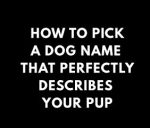 How to Pick a Name for Your Havanese