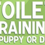 Toilet Training Your Grand Griffon Vendeen